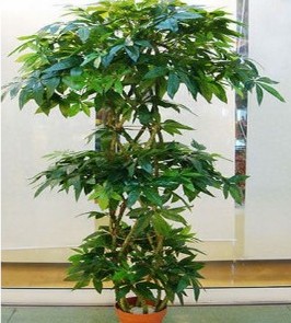 春節(jié)仿真發(fā)財(cái)樹